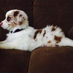 '오스트레일리안 셰퍼드' 키우고 <b>시프</b>다...