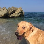 [강아지] 우리집 댕댕이 삼둥이를 소개할께!!(예쁜마음으로 봐주길바래...