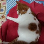 나의 동거묘 도칠이 도촬과 장기자랑