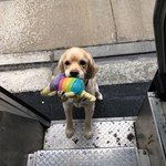 택배 기사를 마중나온 <b>동물</b>들