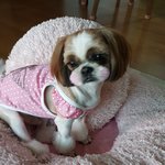 [강아지] 핑크공츄~