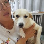 [강아지] 살고 싶어요
