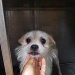 [강아지] 눈에 눈물이 가득고인 아이