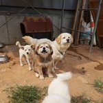 [강아지] 3남매가 사는곳은 보호소 입니다