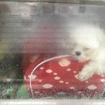 구조되었습니다!!!!!건물주와의 돈 <b>분쟁</b>으로 관악구애견샵에 강아지5마리가...