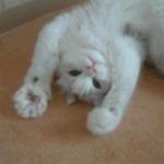 [댓글부탁해] 이 고양이 관<b>종임</b>,,,,?