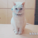 [고양이] 우리집 고양이에게 야바위를 시켜보았음.