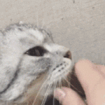 [댓글부탁해] 께이꾸 요구리 뭐가 더 <b>귀여음</b>