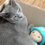 [고양이] 여러분들 여기오셔서 내시끼 좀 봐봐요 ㅠㅠㅠㅠㅠ 엉엉...