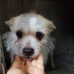 [강아지] 꼭 살고 싶어요