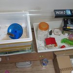 이마트 햄스터가 피투성이채로 발견된