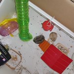 사고를 친 <b>북문</b>이하고 홈플이 햄스터...