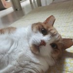 [댓글부탁해] 우리<b>집</b> 뚱<b>이</b>를 소개합니다