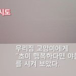 [고양이] 행복하다면 야옹해를 해보았다.(스압.동영상잇음)