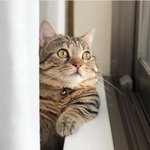 여름에 쓸만한 <b>쿠션</b> 추천좀ㅈㅂㅠ