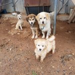 [강아지] 온몸으로 비를 맞아야하는 아이들