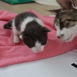 [길냥이미소] 생후3주차 새끼고양이들과 어미냥미소 (새끼냥 발톱자르기)