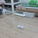 죽은 마특이빼고는 이것들은~~