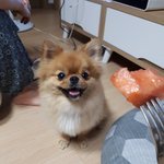 강아지 <b>수박</b> 많이먹으면