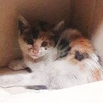 [고양이] 삼색아가냥이 <b>임보</b>/입양처 시급해요