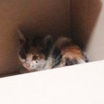 [이것좀봐줘] 삼색아가냥이 <b>임보</b>/입양처 시급해요 도와주세요