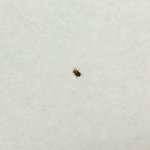 제발제발 이벌레 뭔지좀 봐주세요ㅜ