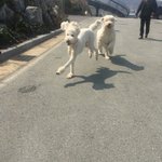 [강아지] 2탄) 우리집 댕댕이 삼둥이를 소개할께!!(예쁜마음으로...