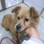 추정나이 10살..