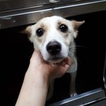 귀한 품종으로 태어나지 못해서 미안해요...