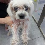 추정나이 12살.. 말티즈 남아 3.3킬로