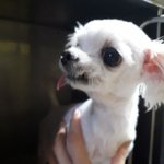 말티즈 여아 10살추정 2.2킬로