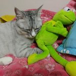 [드루와] <b>심신</b>&amp;안구 정화해