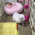 [동물사랑방] <b>포메라니안</b> 먹순이