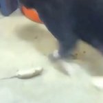 [댓글부탁해] <b>쥐새끼</b> 잡아먹힐까봐 죽은척하는거