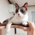 [고양이] 빵떡냥 크리미를 소개합니당5