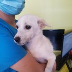 [강아지] 임신견 두달 <b>임보처</b> 구해요