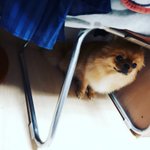 우리집 댕댕이는 <b>천둥</b>치면 운다