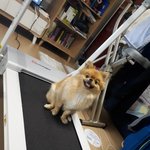 우리집에 개뜬금 <b>런닝</b>머신 생김ㅋㅋㅋㅋㅋㅋㄱㅋㅋ