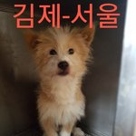 [강아지] 이동봉사 부탁드려요