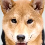 [모두드루와] 연예인 반려견 최초 <b>HD</b> 화보 찍은 시바견