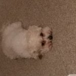 [동물사랑방] 우리집 <b>비숑</b> 댕댕이 콩이를 소개합니담