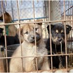 이런 분이 농축산부 장관? "개는 반려보다는 팔아먹는데, 잡아먹는...