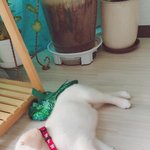 한살된 리트리버 <b>마루</b> 보고가세요!!