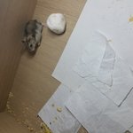 시장이 햄스터도 탈출해서 다니다가