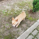 <b>이</b> 강아지 무슨 종인지 <b>알</b> 수 있을까??