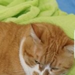 [댓글부탁해] 고양이 이름 <b>뚱이</b> 어떰