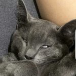 [댓글부탁해] 이 <b>고양</b>이 왜이래???