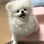 <b>한</b>번 보면 <b>반</b>하는 포메라니안 먹순이