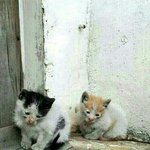 [댓글부탁해] ㅁㅊ 동물<b>확대</b>보소,,,,,