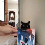 <b>집사</b>야... 많이 심심하니?